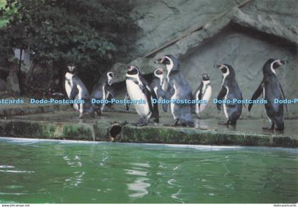 D272610 Glamorgan Neath Cilfrew Penscynor Wildlife Park Humbolt Penguins Winners