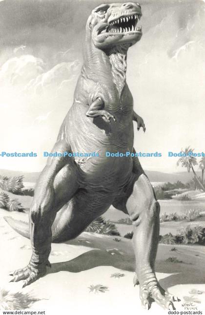 D276326 Tyrannosaurus Found in North America and Mongolia British Museum