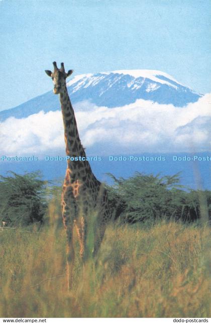 D280618 Giraffe Tanzania 1994