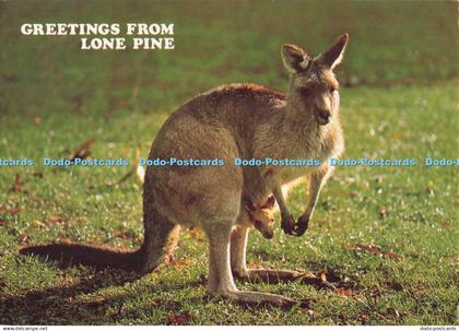 D291921 Greetings From Lone Pine. Lone Pine Koala Sanctuary. Gary Lewis