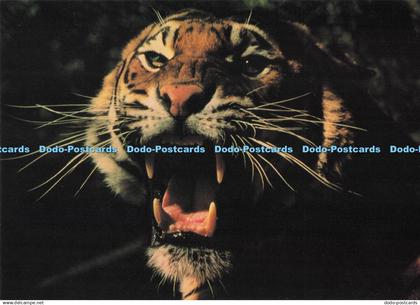 D292478 Tiger. Gordon Langsbury. Bruce Colman. Camden Graphics