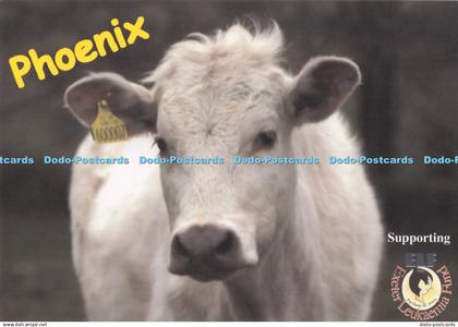 D294499 Phoenix. Cow. Postcard