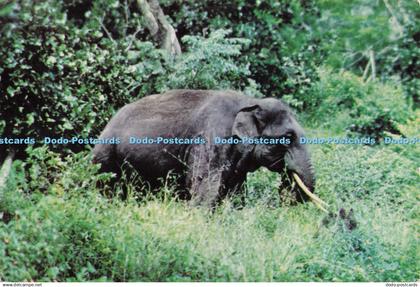 D296055 India. Elephant Periyar. Kerala. India Tourism Development Corporation
