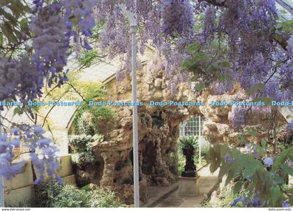 D296207 Bedfordshire. Wistaria in the Grotto at Swiss Garden. Bedfordshire Count