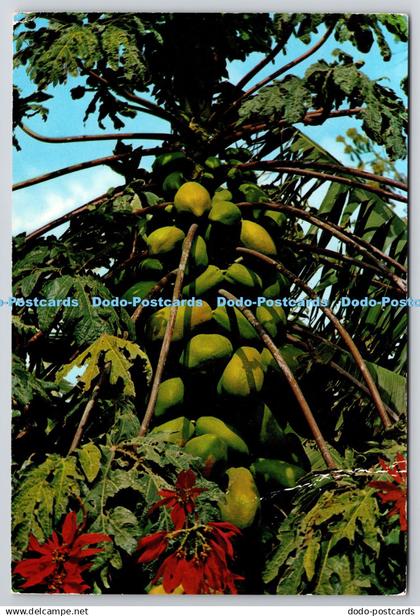 D330367 Islas Canarias. Papayas and flowers. Ediciones Islas S. A. Edissa. Domin