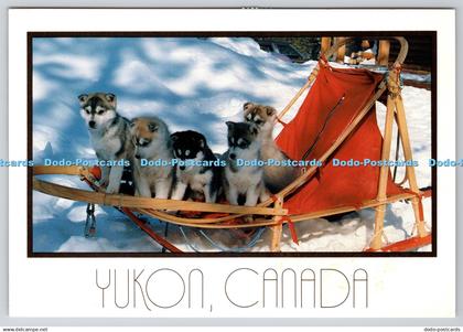 D333004 Yukon. Canada. Sled Dogs. Studio North Ltd. Linnea Castagner