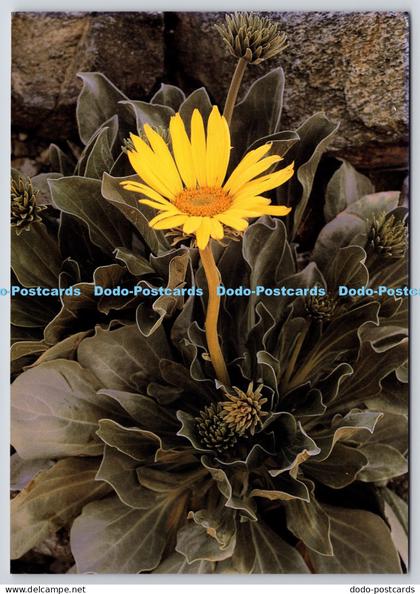L347907 California Death Valley Panamint Daisy Death Valley Natural History PM L