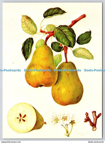 L353946 The D Auch Pear. Paron. Pictura Graphica AB. 1983