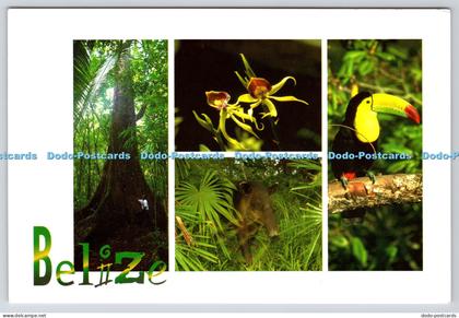 L356072 Belize The Mahogany Tree Cubola Carol Farnetti Foster Tony Rath Ygnacio