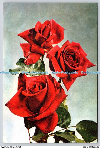 L362135 Rose Independence J Arthur Dixon