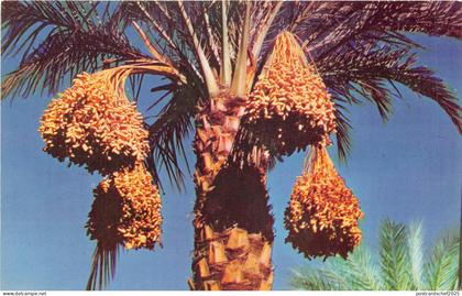 Lot 33 usa date clusters scottsdale arizona valley of the sun
