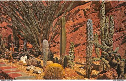 Lot 33 usa rare cactus guard nurseries inc advertising  scottsdale arizona