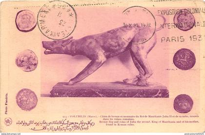 Lot135 africa morocco Volubilis bronze dog and coins of juba postcard mauritania