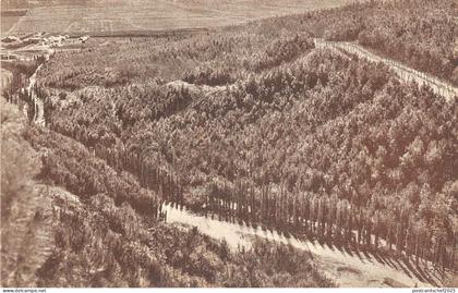 Lot178 palestine balfour forest at ginegar in the plain of jezreel palestina