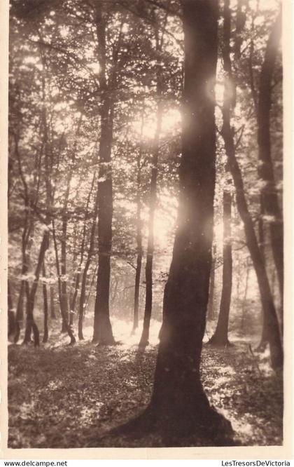 MONDE - Forêt - Carte Postale  Ancienne