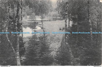 R266216 Forest View Molln i L Partle im grundlosen Kolk Johns Biehl Molln i L 19