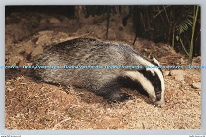 R781548 Badger Photo Precision St Ives Huntington Cambs Wildlife Series Colourma