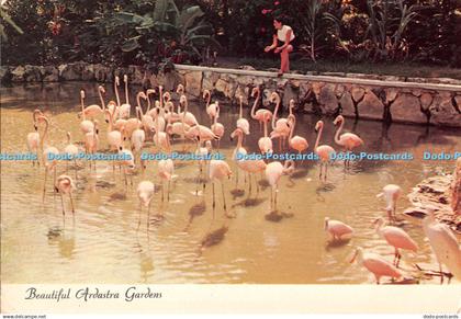 D099916 Beautiful Ardastra Gardens. Bahama Islands. Nassau. Flamingos. Calypso.