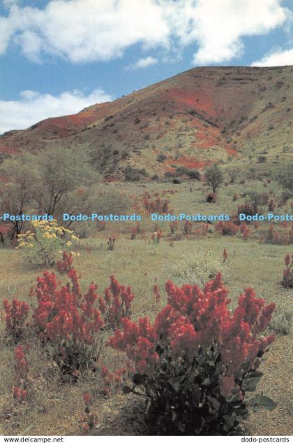 D123654 The Flinders Ranges SA alive with wildflowers Wild Hops in Foreground Au
