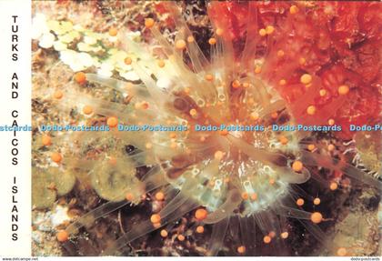 D126213 Turks and Caicos Islands Night diving is spectacular in Provo K Roby Blu