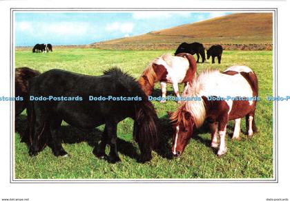 D131030 Shetland Ponies Whiteholme A Hail Caledonia Product