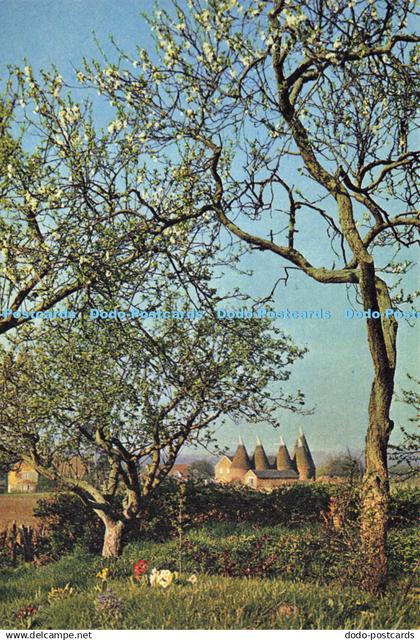 D141627 Oast houses near Golden Green Kent Kent 2660 Dixon