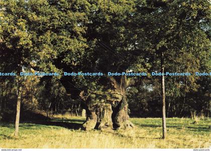 D143935 Major Oak Sherwood Forest Nottinghamshire Judges C6487X