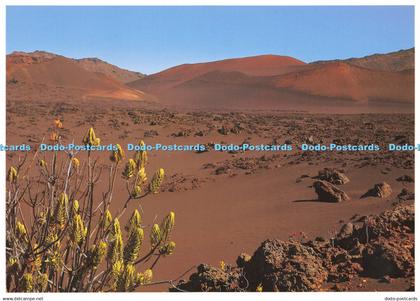 D160637 Maui. Kupaoa. Dubautia Mensiesii. Haleakala National Park. Impact Hawaii