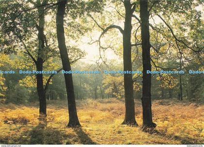 D206317 Nottinghamshire Sherwood Forest Judges C 9398 X