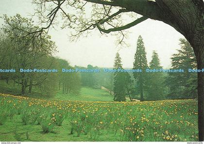 D235989 Buckinghamshire Waddesdon Manor Daffodil Valley Lund Humphries
