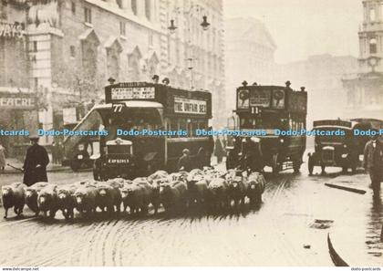 D236252 Sheep in the Strand London Transport Executive Official London Transport
