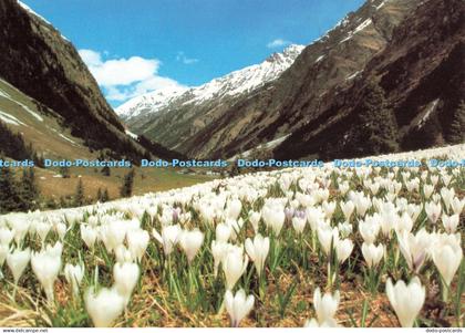 D252278 Krokuswiese im Pitztal K T V