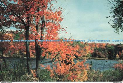 D268565 USA Flaming Beauty Everywhere You Go in the Fall in the Adirondack Mount