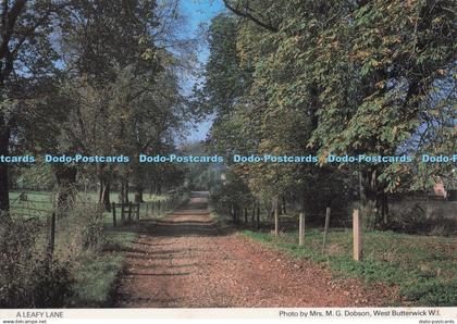 D274521 A Leafy Lane Lincolnshire North Lincolnshire South and Humberside Federa