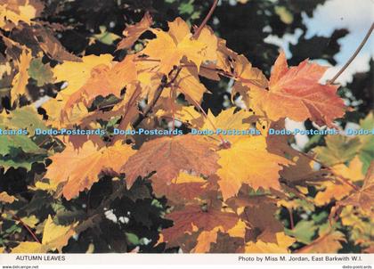 D280472 Autumn Leaves Lincolnshire North Lincolnshire South and Humberside Feder