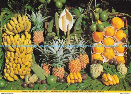 D287943 Tropical Fruit Grows to Perfection on Queensland Sunshine Coast Bananas