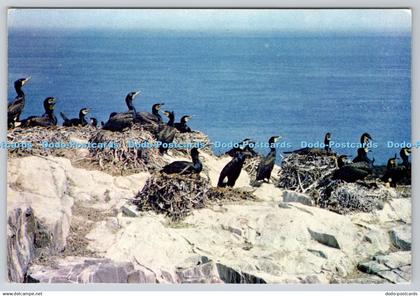 D316002 Cormorants. W. C. Wright. DRG. J. Arthur Dixon. A Dickinson Robinson Gro
