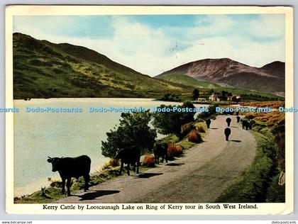 D324484 Kerry Cattle by Looscaunagh Lake on Ring of Kerry tour in South West Ire