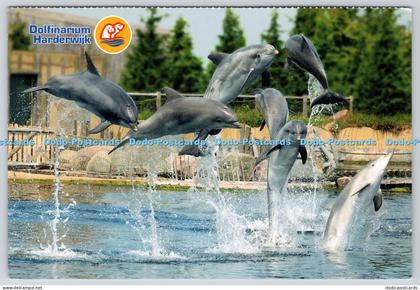 L355805 Dolfinarium Harderwijk
