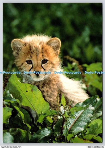 L361201 Cheetah Club at Marwell Zoological Park Winchester Hampshire Beric Tempe