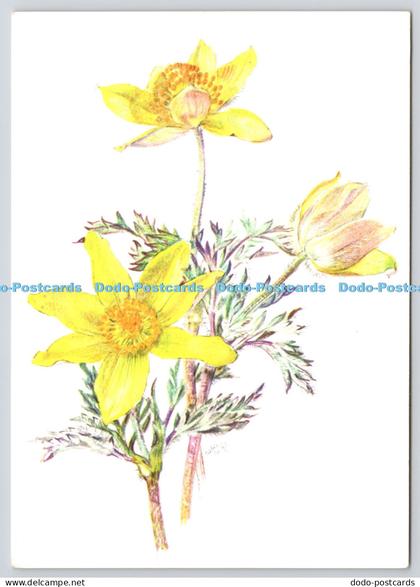 L370039 Pia Roshardt Schwefel Anemone R Marsens