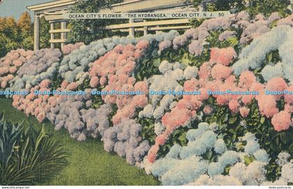 R016533 Ocean Citys Flower The Hydrangea Ocean City N J Tichnor