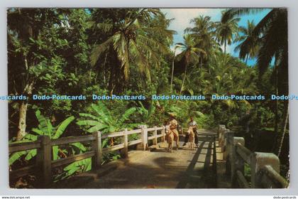 R786297 Jamaica Way Transportation The Novelty Trading Kingston Jamaica Photo Pr