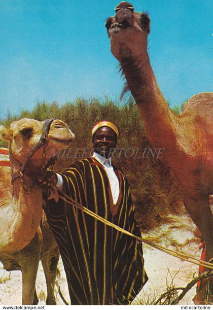 TUNISIA - Un chamelier