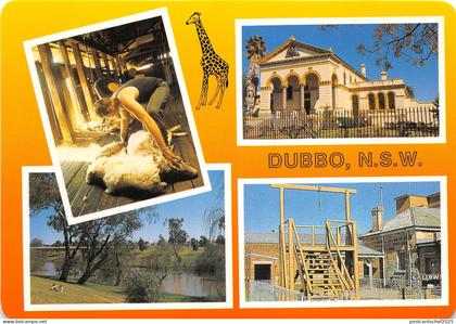 us7324 dubbo nsw australia  shearing sheep