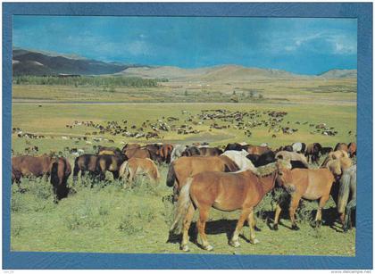215189 / HORSES  GRAZING ON GRASS IANDS , TSETSERLIG SOMON , HUBSUGUL AIMAK , Mongolia Mongolei Mongolie