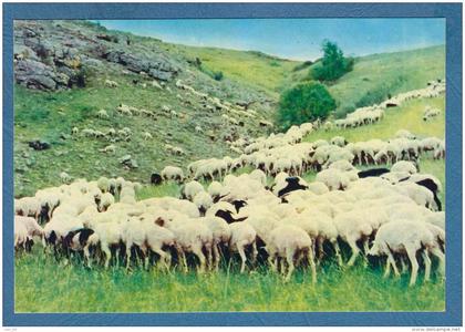 215197 / A FLOCK OF SHEEP IN THE GRAZING FIELD  , Mongolia Mongolei Mongolie