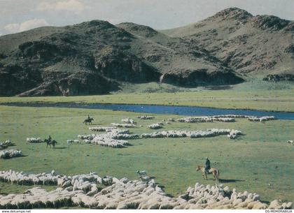 Mongolia Sheep Herds