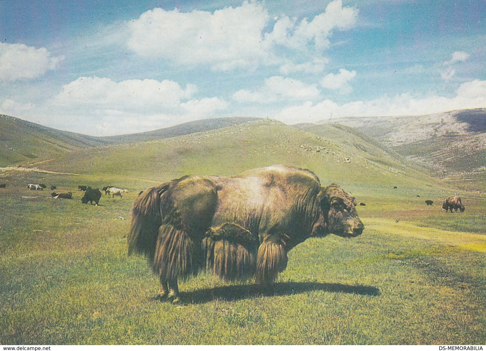 Mongolia Buffalo