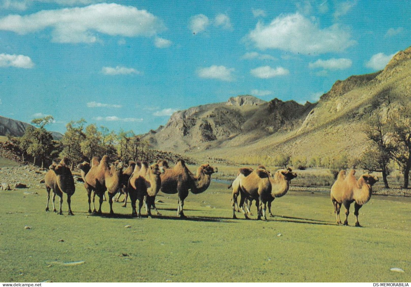Mongolia - Zabhan Aimak , Camels
